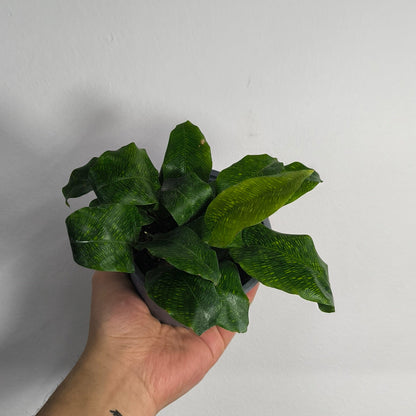 Calathea Bella Network