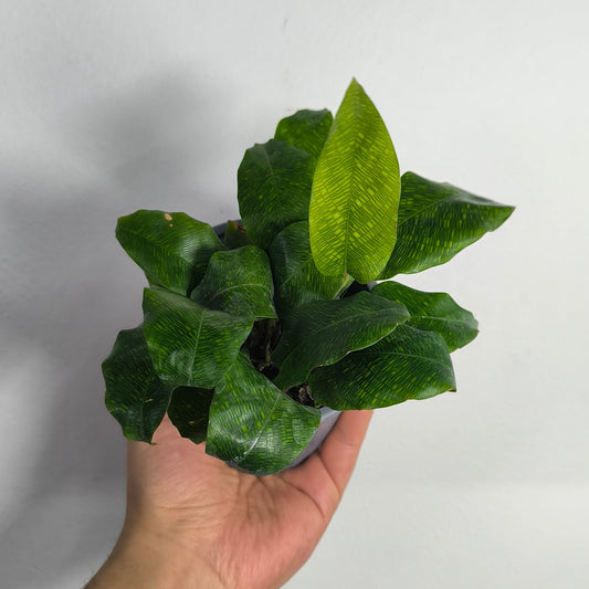 Calathea Bella Network