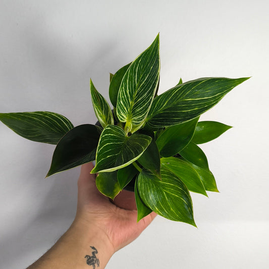 Philodendron Birkin