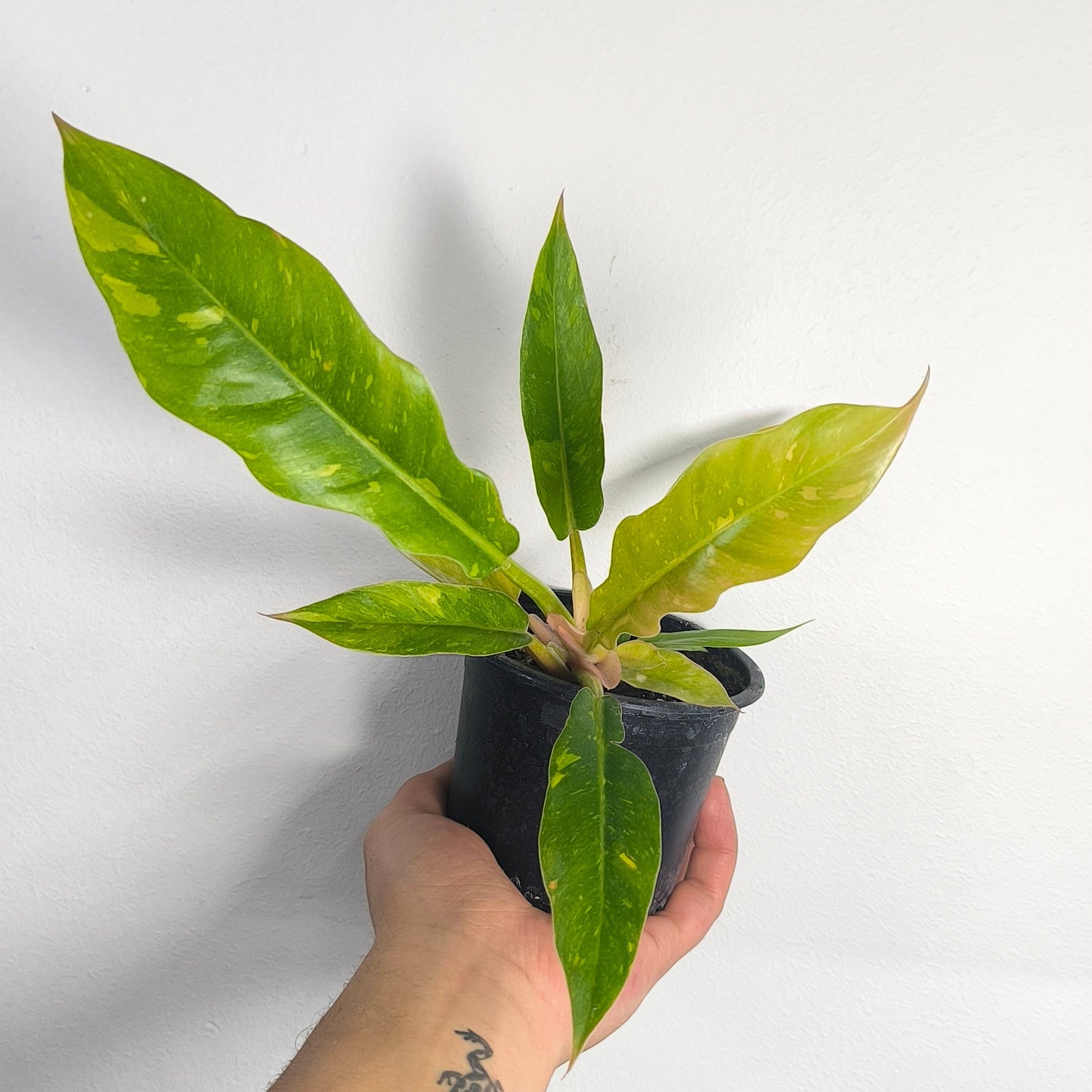 Philodendron Ring Of Fire Variegado