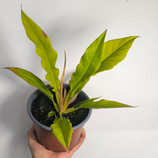 Philodendron Narrow Golden