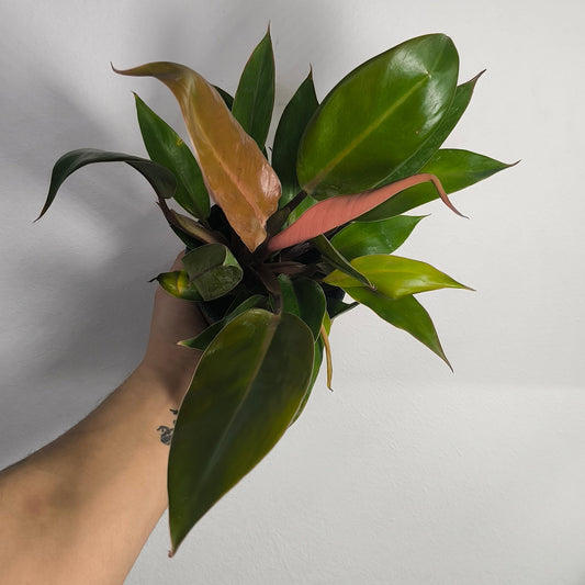 Philodendron Prince Of Orange
