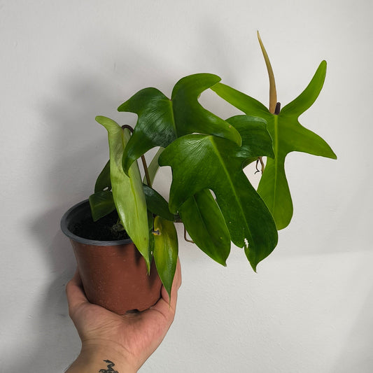 Philodendron Florida