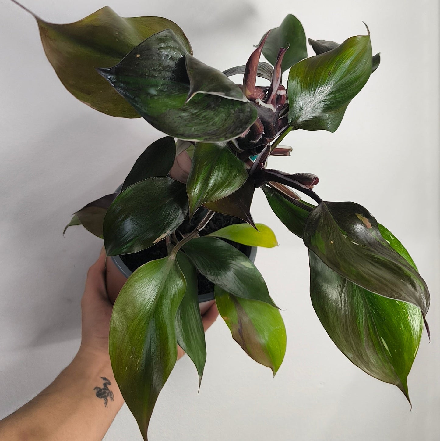 Philodendron White Knight