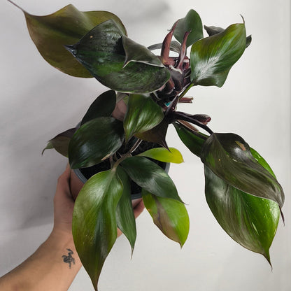 Philodendron White Knight