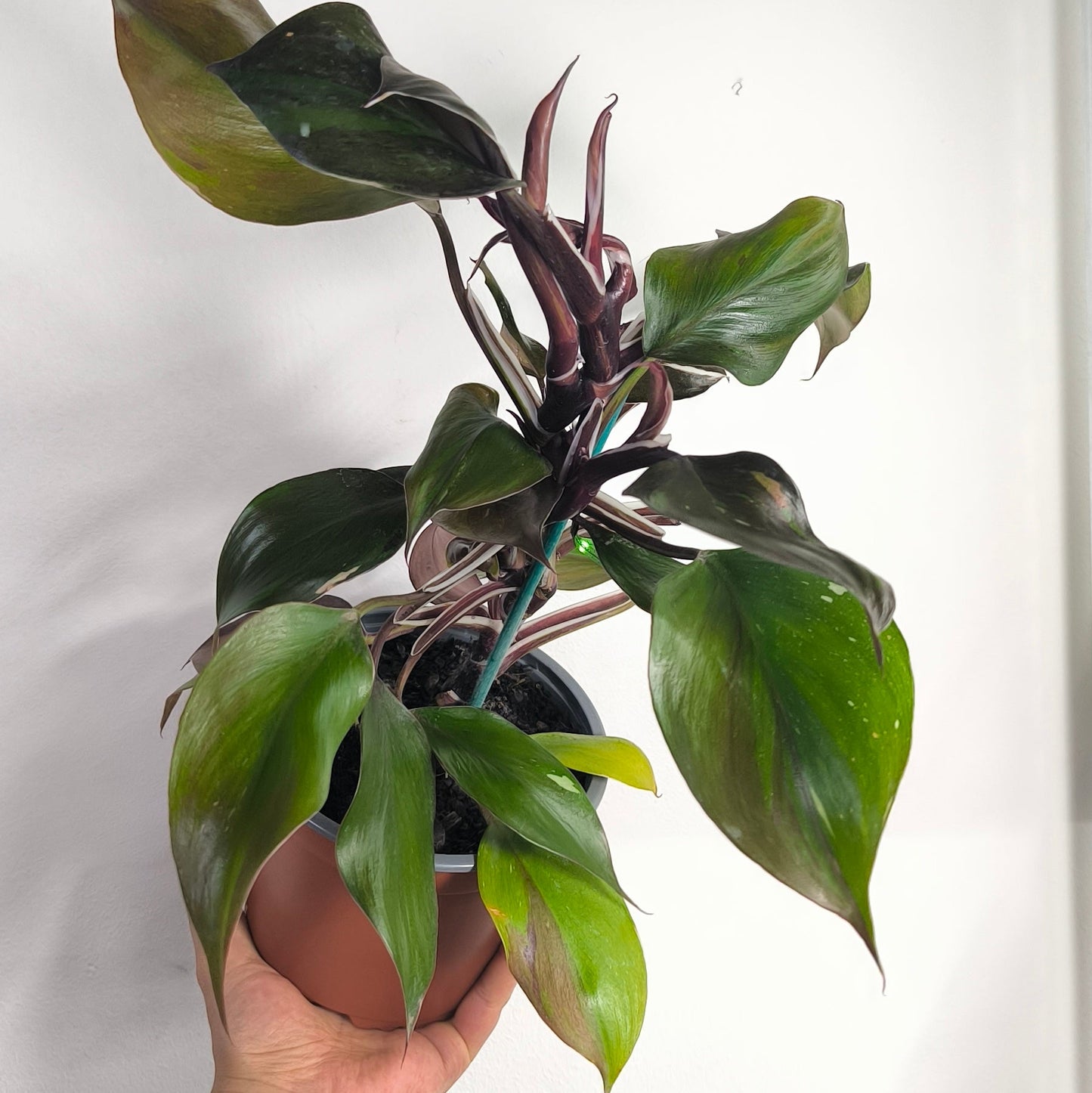 Philodendron White Knight