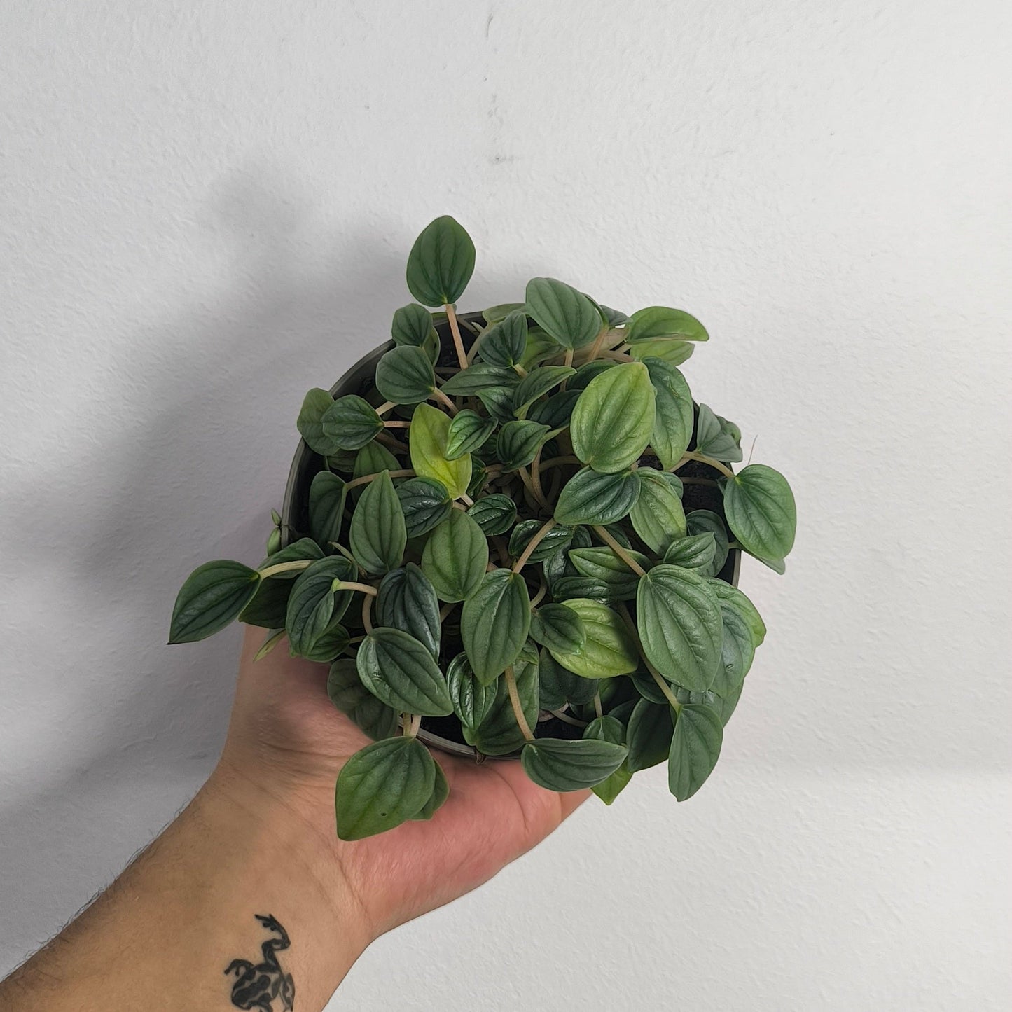 Peperomia Napoli