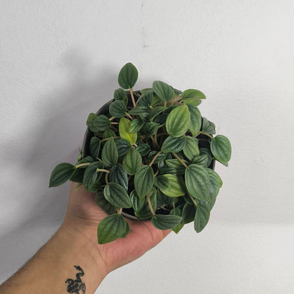 Peperomia Napoli
