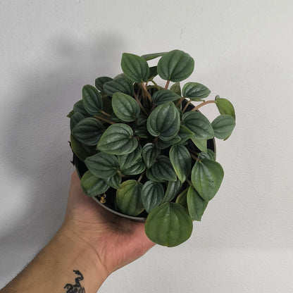 Peperomia Napoli