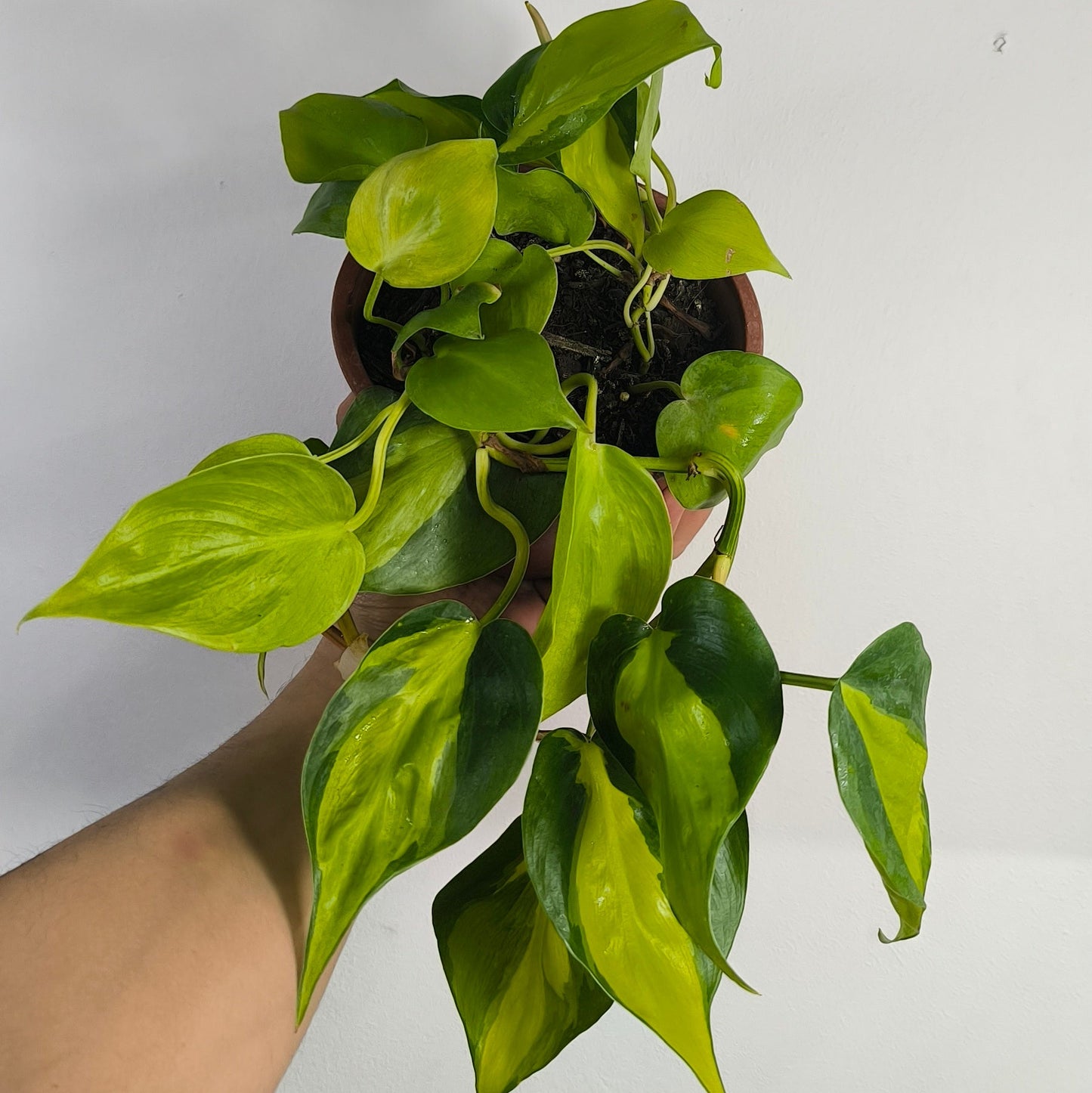 Philodendron Cordatum Brasil