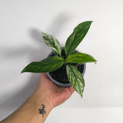 Spathiphyllum Variegado