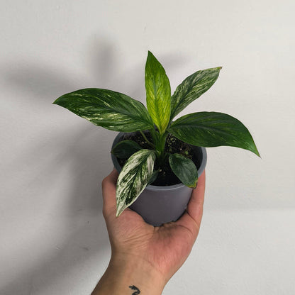Spathiphyllum Variegado