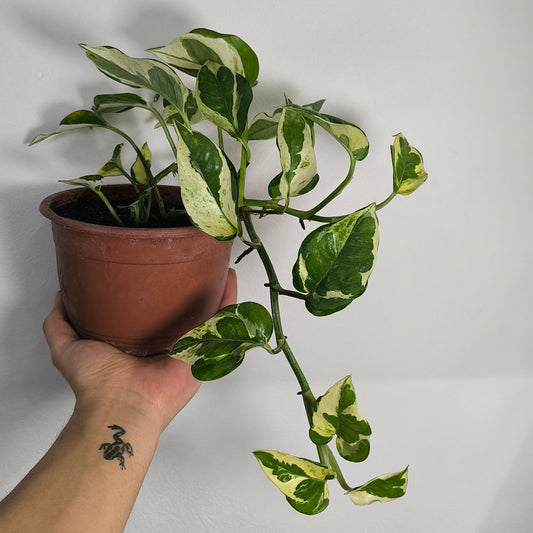 Scindapsus N'Joy / Pothos