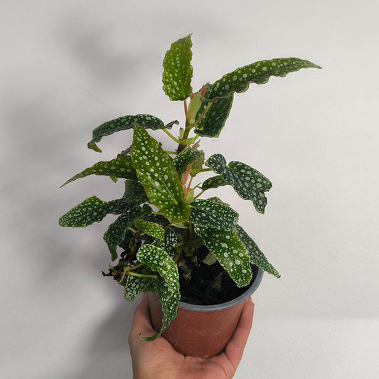 Begonia White Ice