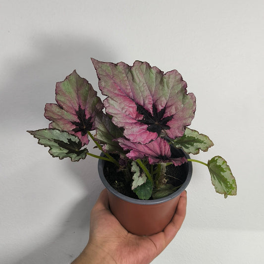 Begonia Rex