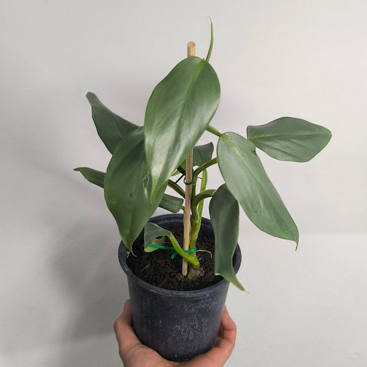 Philodendron Silver Sword