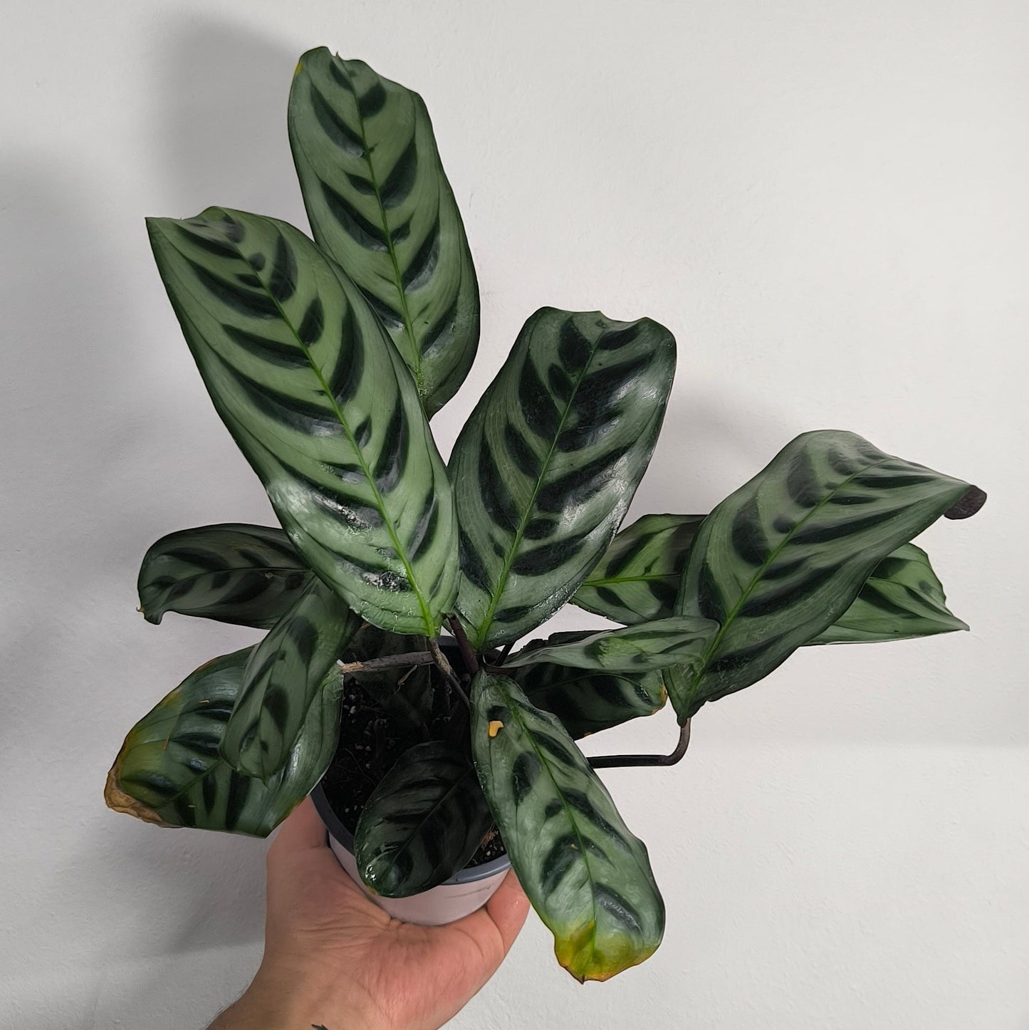 Calathea Burle-Marxii