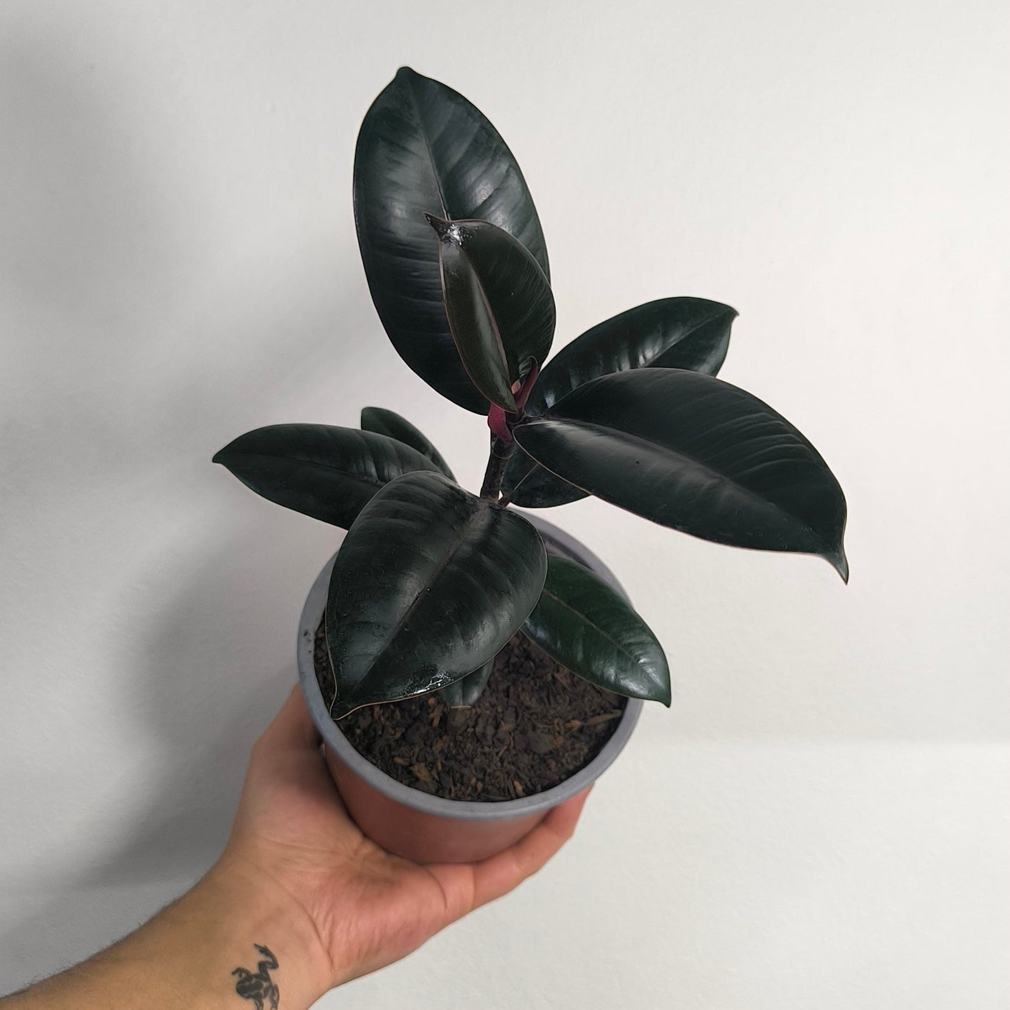Ficus Elastica Burgundy