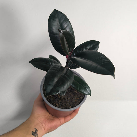 Ficus Elastica Burgundy