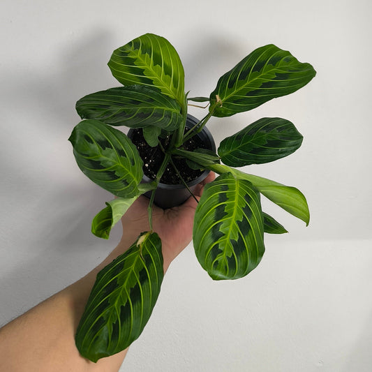 Maranta Lemon Lime