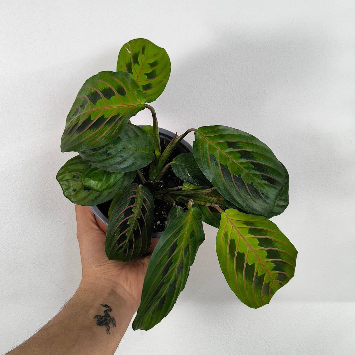 Maranta Leuconeura