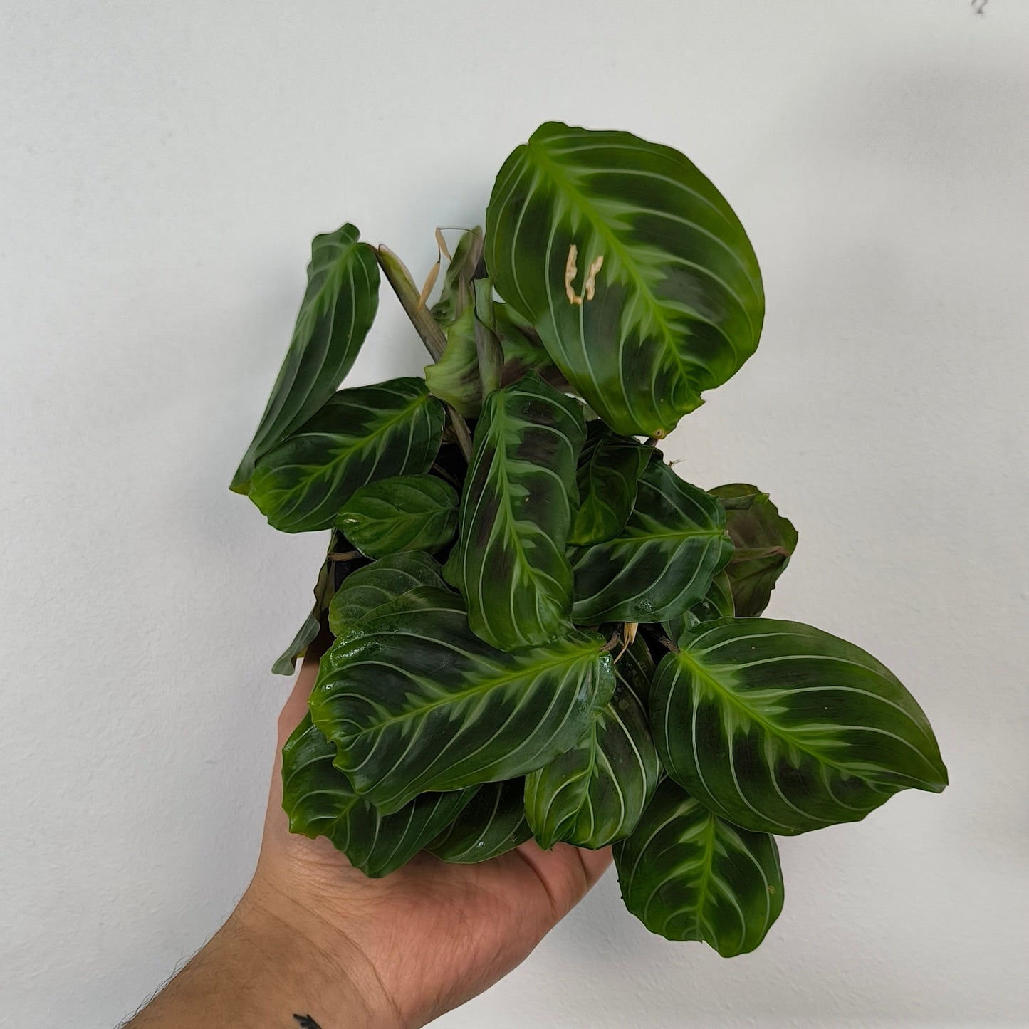 Maranta Cat Moustache