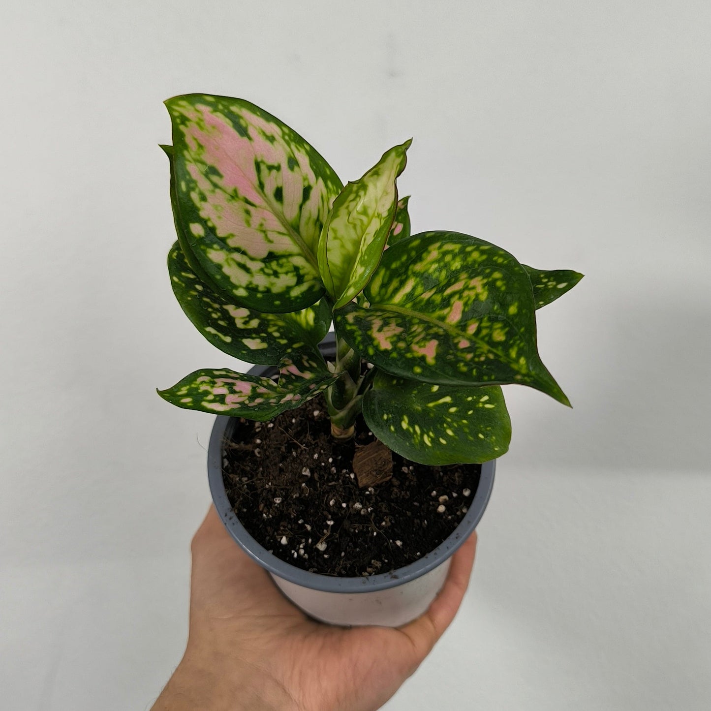 Aglaonema Aspicus Red
