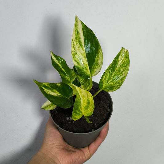 Scindapsus Golden