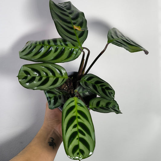 Calathea Burle-Marxii