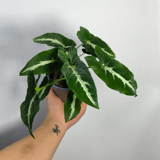 Singonio Wenlandii