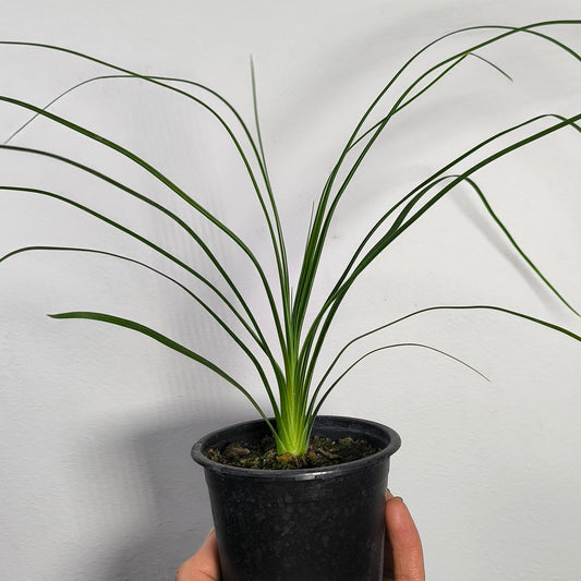 Beaucarnea Recurvata - Pata de elefante