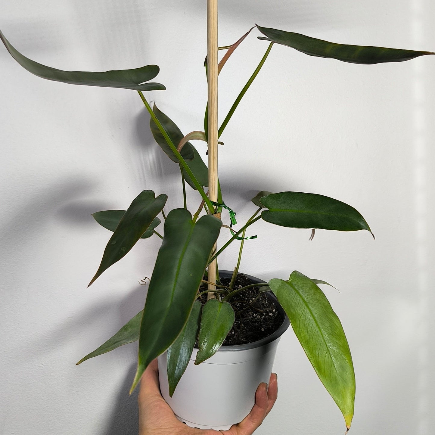 Philodendron Atabapoense
