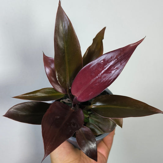 Philodendron Sun Red