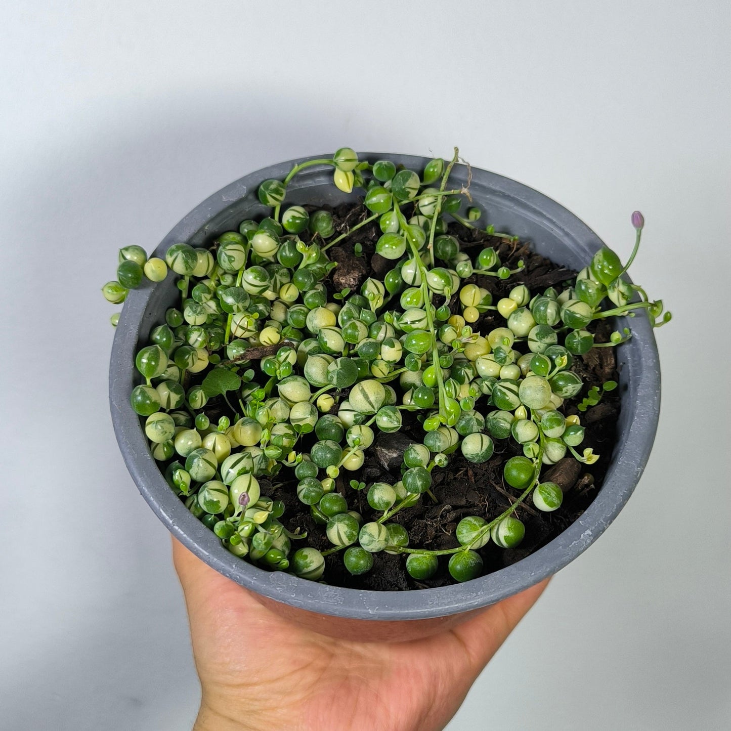 Rosario Variegado