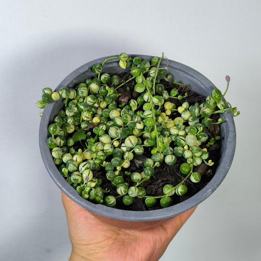 Rosario Variegado