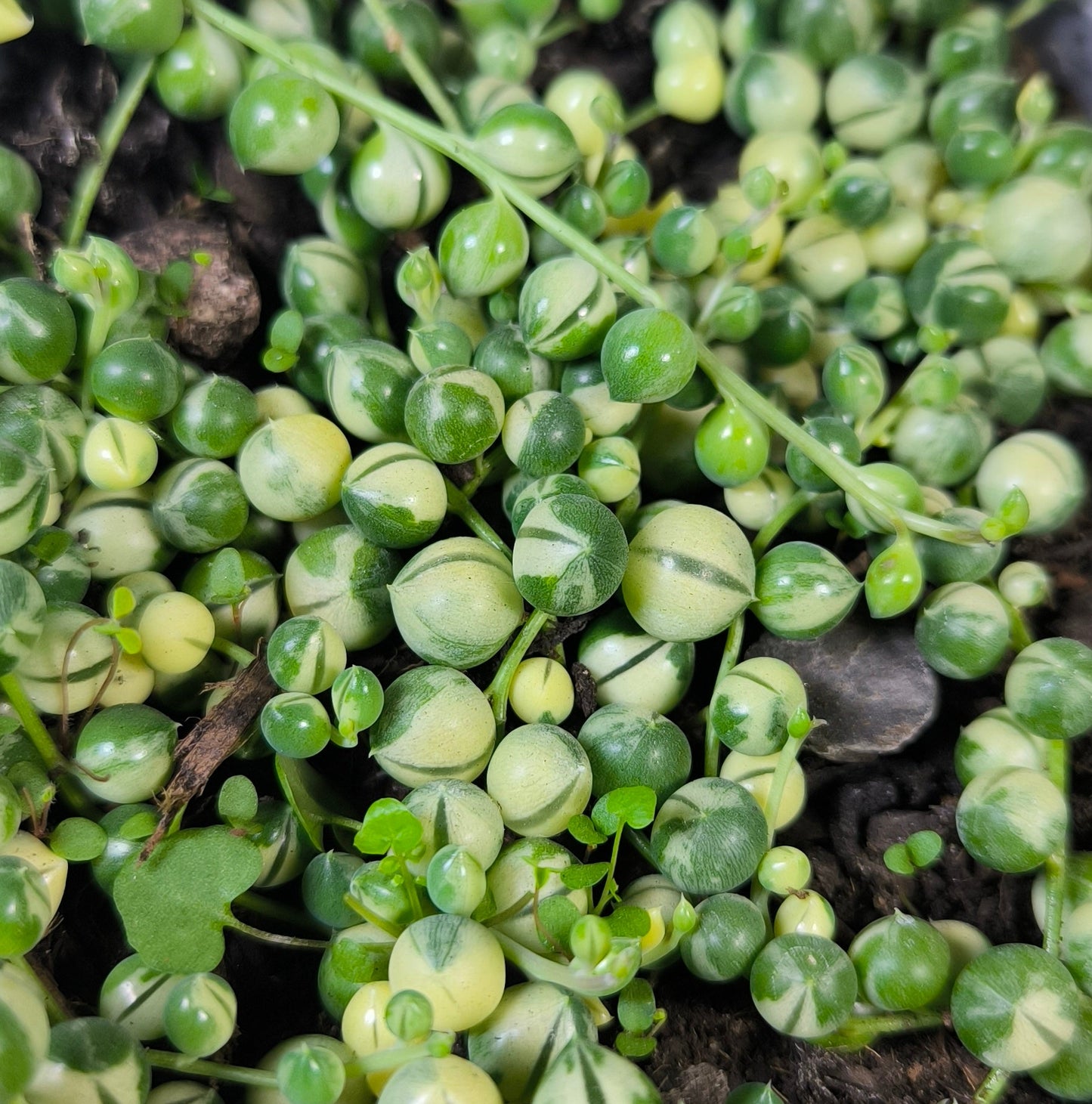 Rosario Variegado