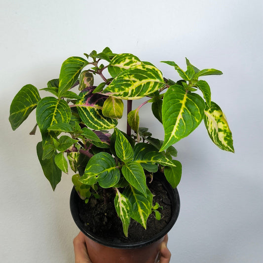 Iresine Tricolor