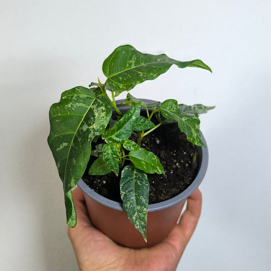 Ficus Aspera Clown Variegado