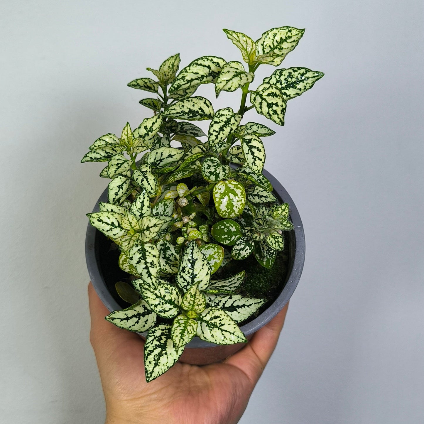 Hypoeste