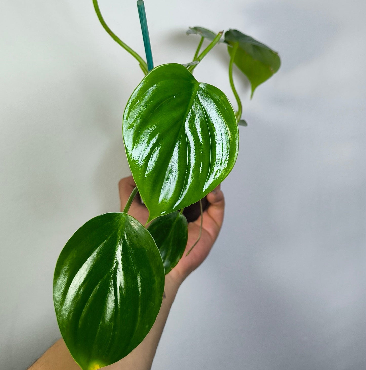 Philodendron Pittieri