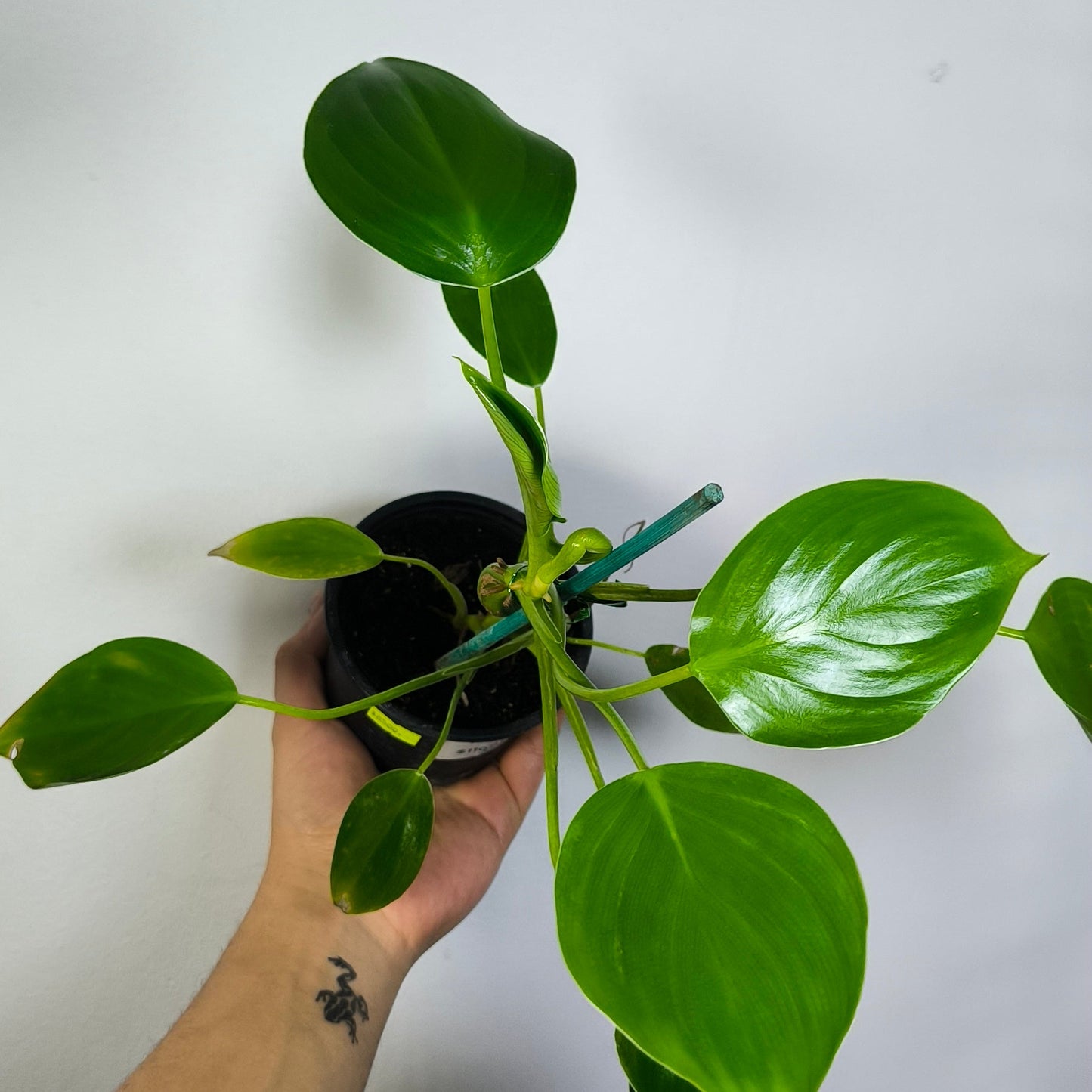 Philodendron Pittieri
