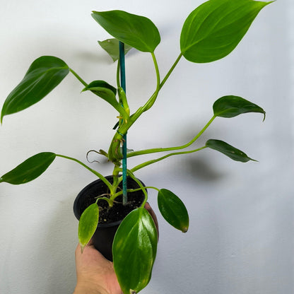 Philodendron Pittieri