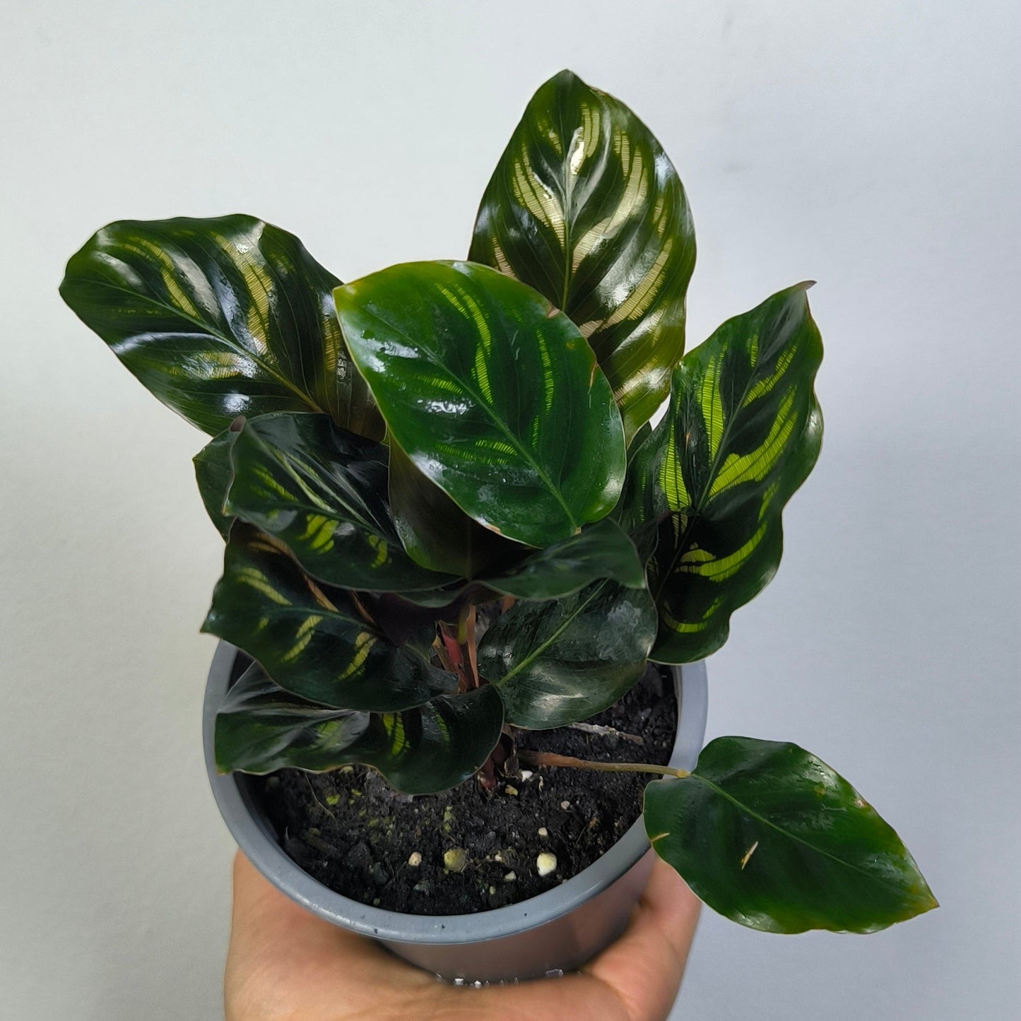 Calathea Makoyana