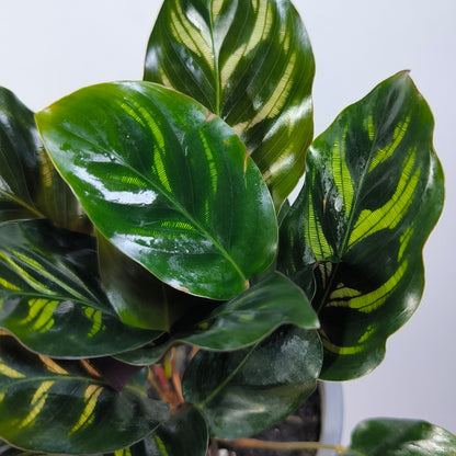 Calathea Makoyana