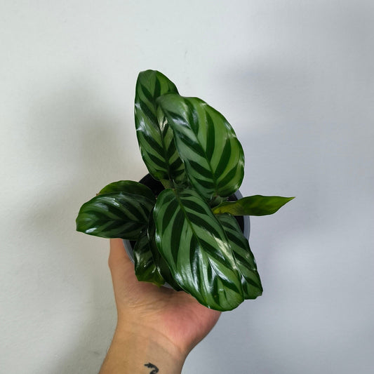Calathea Freddy