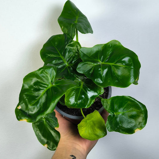 Philodendron Selloum Hope