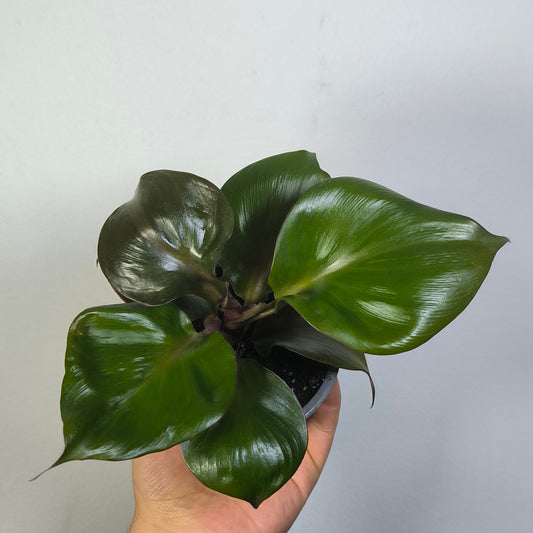 Philodendron Red Heart