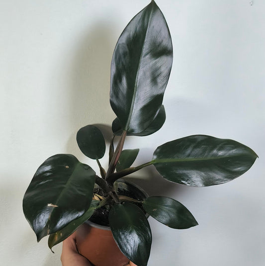 Philodendron Black Cardinal