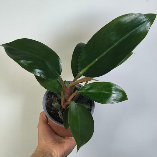 Philodendron Congo Rojo