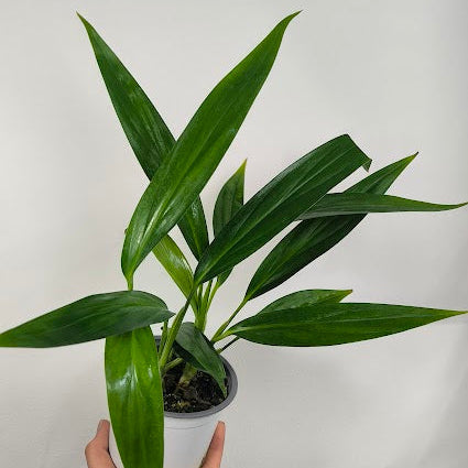 Epipremnum Amplissimum Verde
